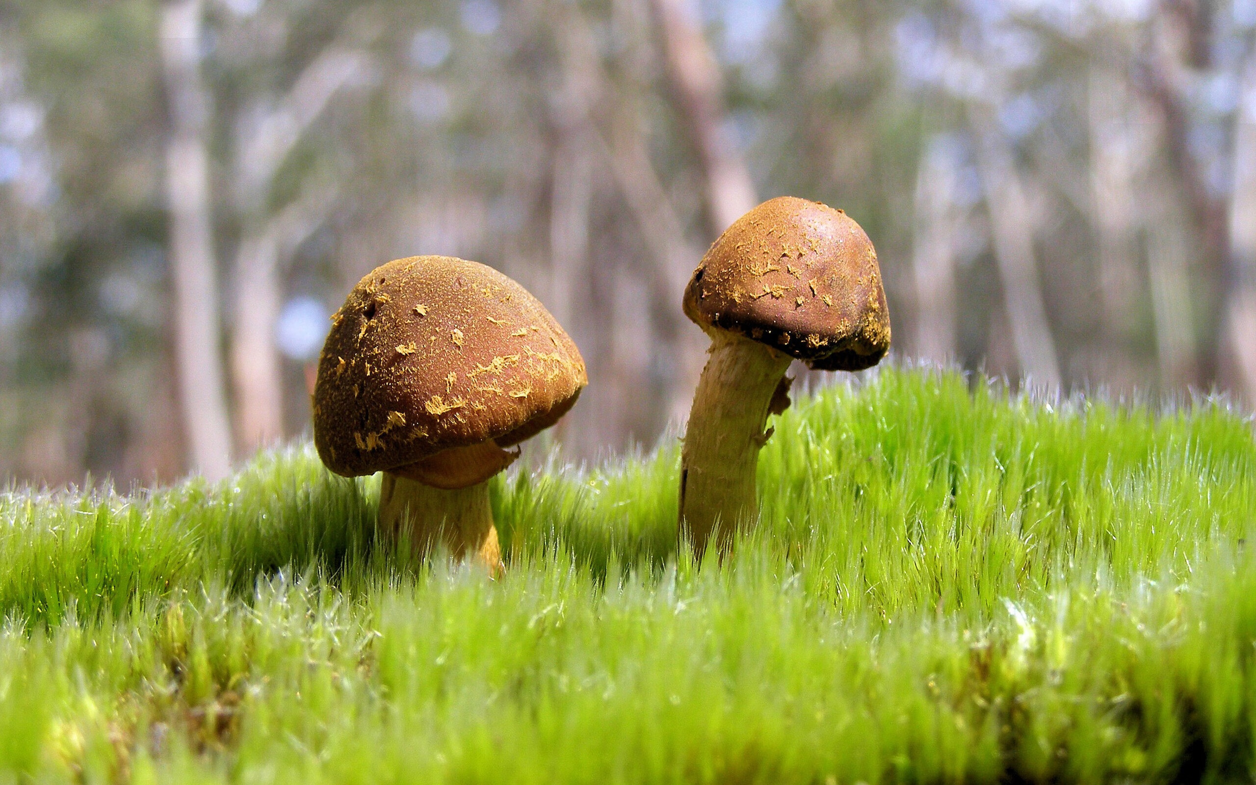 开云-马修·图穆亚的爆发力与强力冲击成袋鼠队进攻的最大威胁，马修·摩伊头像